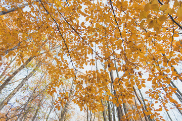 Liście złote © mydlix