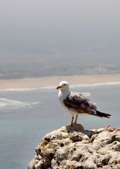 Beautiful view of Nazare, Portugal