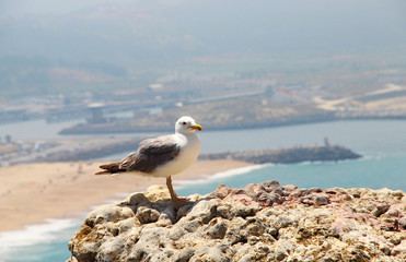 Beautiful view of Nazare, Portugal