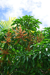 View of a mango tree with flowers and fruit