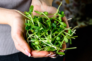 microgreen sunflower sprouts in female hands for healthy eating