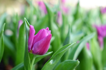 Naklejka premium colorful tulip flower background