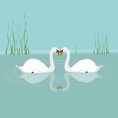 

Two white swans swimming in the water