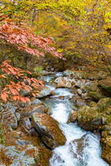 紅葉の山中を流れる川