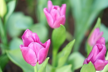 Obraz premium colorful tulip flower background