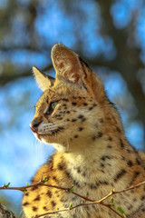 Serval resting on a tree in natural habitat with blurred background. The scientific name is Leptailurus serval. The Serval is a spotted wild cat native to Africa. Vertical shot.