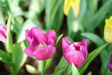 colorful tulip flower