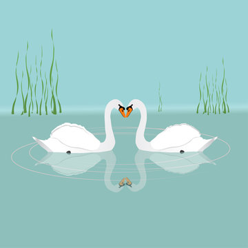 

Two white swans swimming in the water
