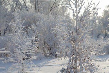 Beautiful winter frosty forest covered with snow and hoarfrost