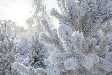 Beautiful winter frosty forest covered with snow and hoarfrost