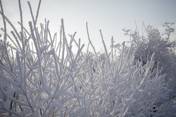 Beautiful winter frosty forest covered with snow and hoarfrost