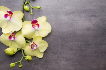 Yellow orchid on the grey background.