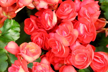 colourful flower background