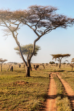 Fototapeta Group of elephants walking in beautiful national park Serengeti, Tanzania, Africa