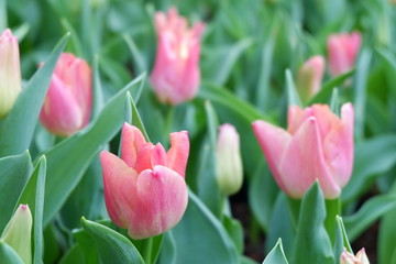 colorful tulip flower
