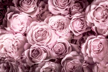 Rosen in pink, Hintergrund © Gisela