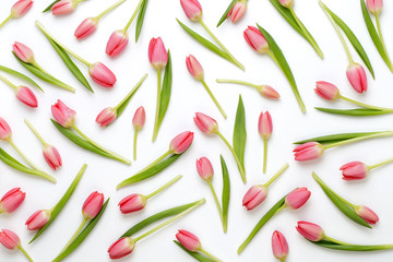 Pink tulip pattern on the white bacjkground. - obrazy, fototapety, plakaty
