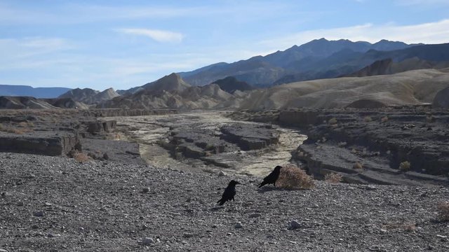 Two ravens in the Death Valley National Park (Zabriskie Point)