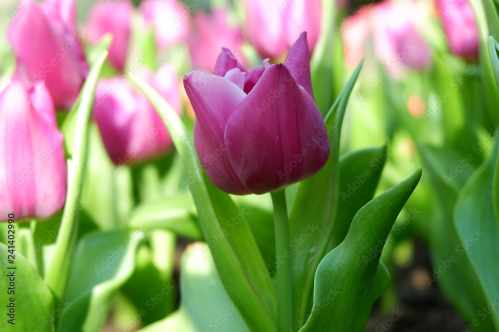 Poster tulip flower background