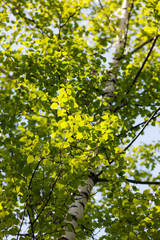 Fototapeta premium spring birch foliage