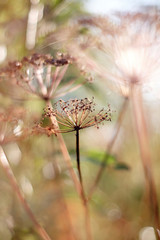 the dried withered flowers of wild carrots in the fall
