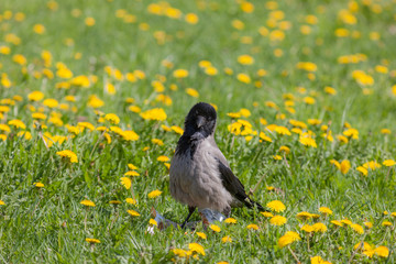 crow in the spring meadow