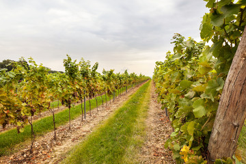 Fototapeta na wymiar Vineyard with ripe grapes in countryside.