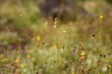 grass flowers on nature in Si Mueang Mai District, Ubon Ratchathani Province, Thailand