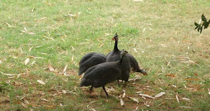 Guinea Fowl Walking on a Grass