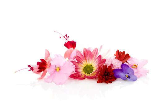 Edible flowers isolated.