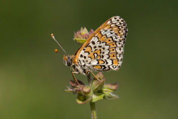 butterfly wing nature