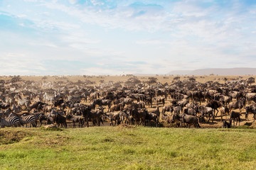 Large group of african safari animals.