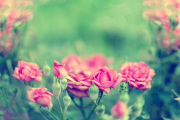 Pink roses in the garden. Toned with retro filters. Place for text, copy space.
