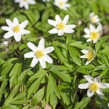 Bl&uuml;hende Buschwindr&ouml;schen, Anemone nemorosa
