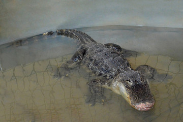 crocodile in water tanks