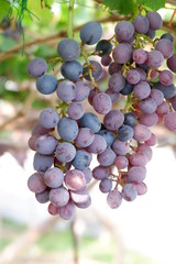 Close Up grapes in a vineyard