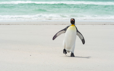 King pinguin walking at the beach - obrazy, fototapety, plakaty