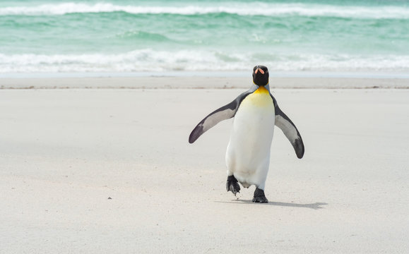 King pinguin walking at the beach