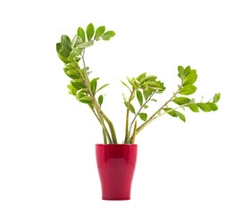 Zamioculcas on white background