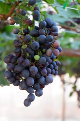 Close Up grapes in a vineyard