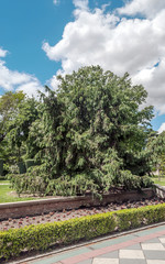 Garden of the Retiro Park in Madrid in spring