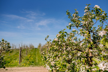 Fototapeta na wymiar Blooming apple trees in the orchard in the spring