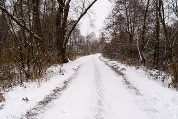 Fototapeta premium Puszcza Knyszyńska w zimowej szacie