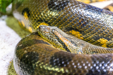 Green Anaconda Snake
