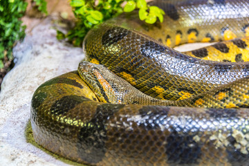 Green Anaconda Snake