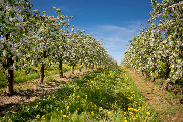 Blooming apple trees in the orchard in the spring