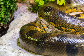 Green Anaconda Snake