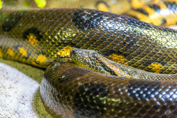 Green anaconda