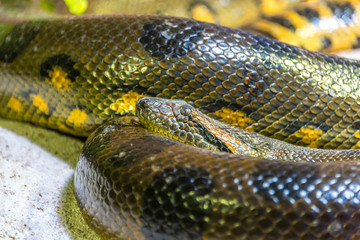 Green anaconda