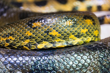 Green anaconda